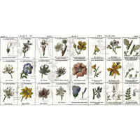 Sewing Seeds III | Flower Classes White